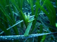 Infiorescenze-Posidonia-2