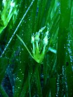 Infiorescenze-Posidonia-3