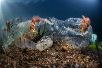 1---Nudibranchi-su-una-bottiglia-Foto-Pasquale-Vassallo