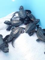 tartarughe-2