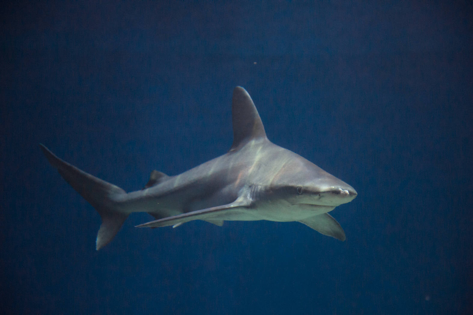 Acquario di Genmpva squalo grigio 2