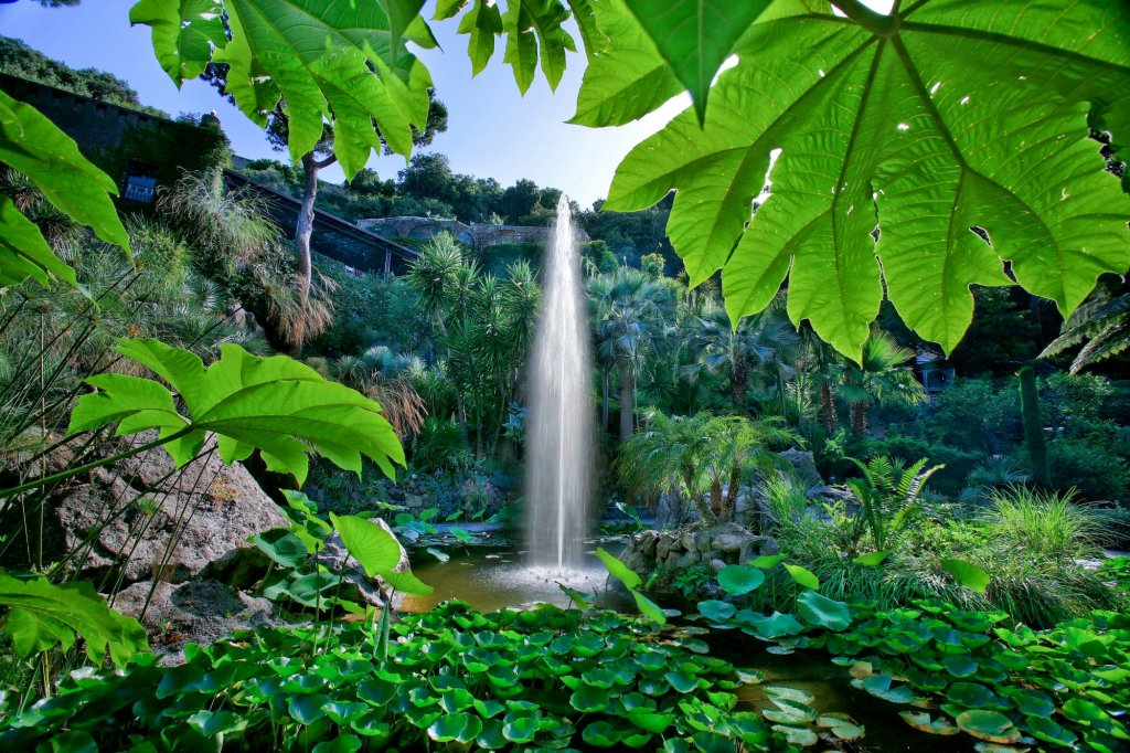 mortella-ischia