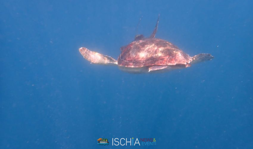 Tartaruga caretta caretta 850 500