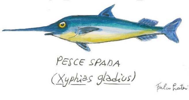 pesce_spada