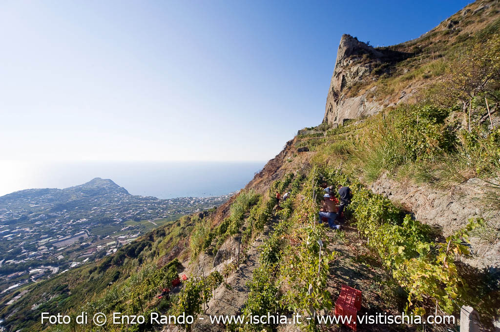 agricoltura-eroica-ischia