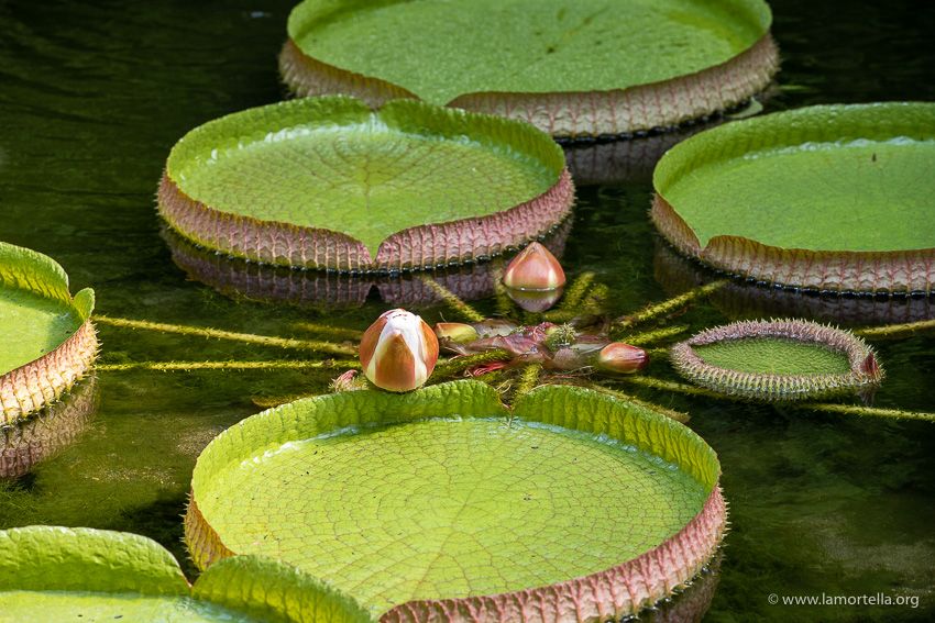 Victoria Amazonica