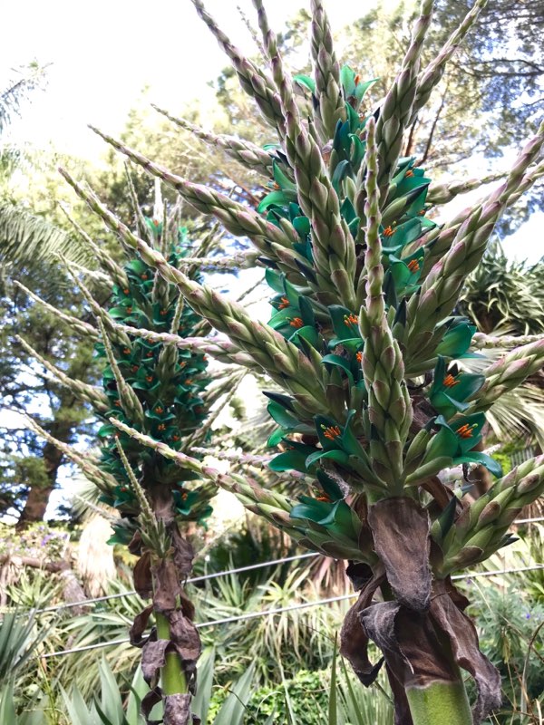 Puya berteroniana