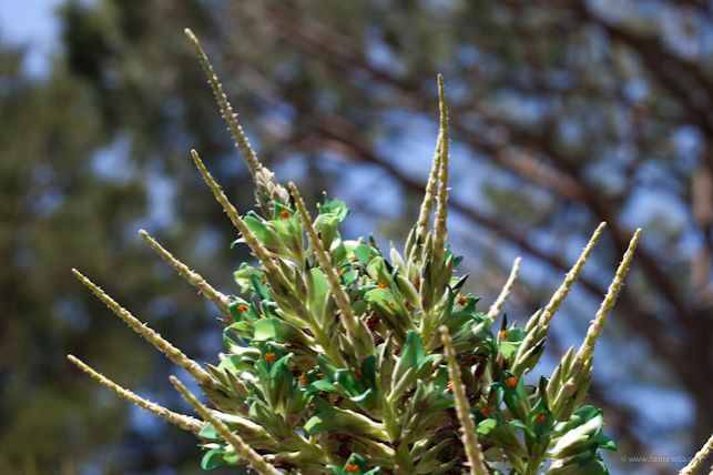 Fioritura della Puya alla Mortella