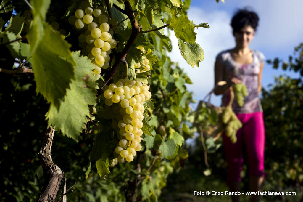 tenuta-frassitelli-biancolella