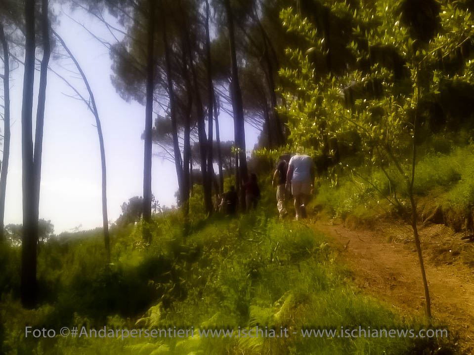 Andar per sentieri Bosco della Maddalena nel comune di Casamicciola Terme - isola d'Ischia