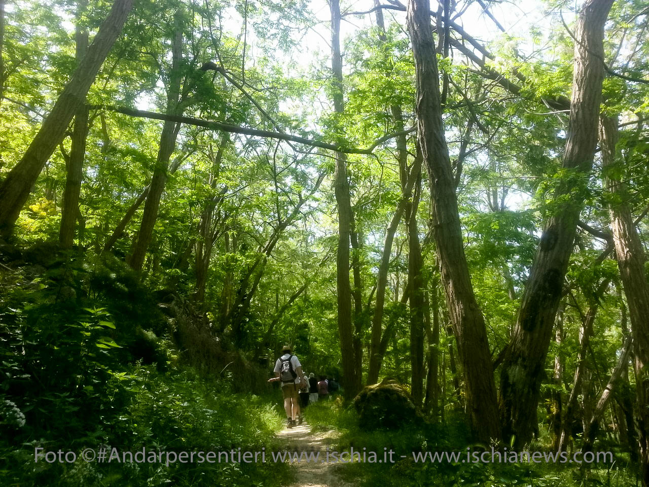 Andar per Sentieri, Bosco dei Frassitelli isola d'Ischia