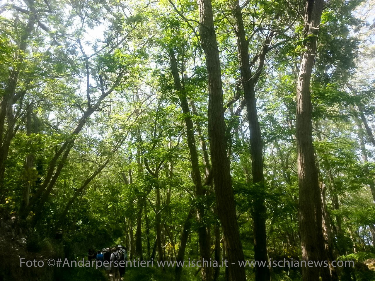 Andar per Sentieri, Bosco dei Frassitelli isola d'Ischia