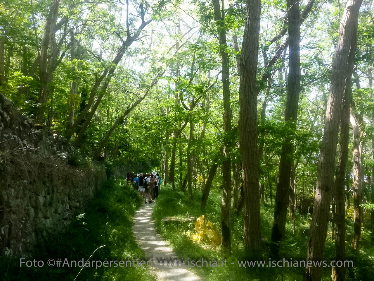 Andar per Sentieri, Bosco dei Frassitelli isola d'Ischia