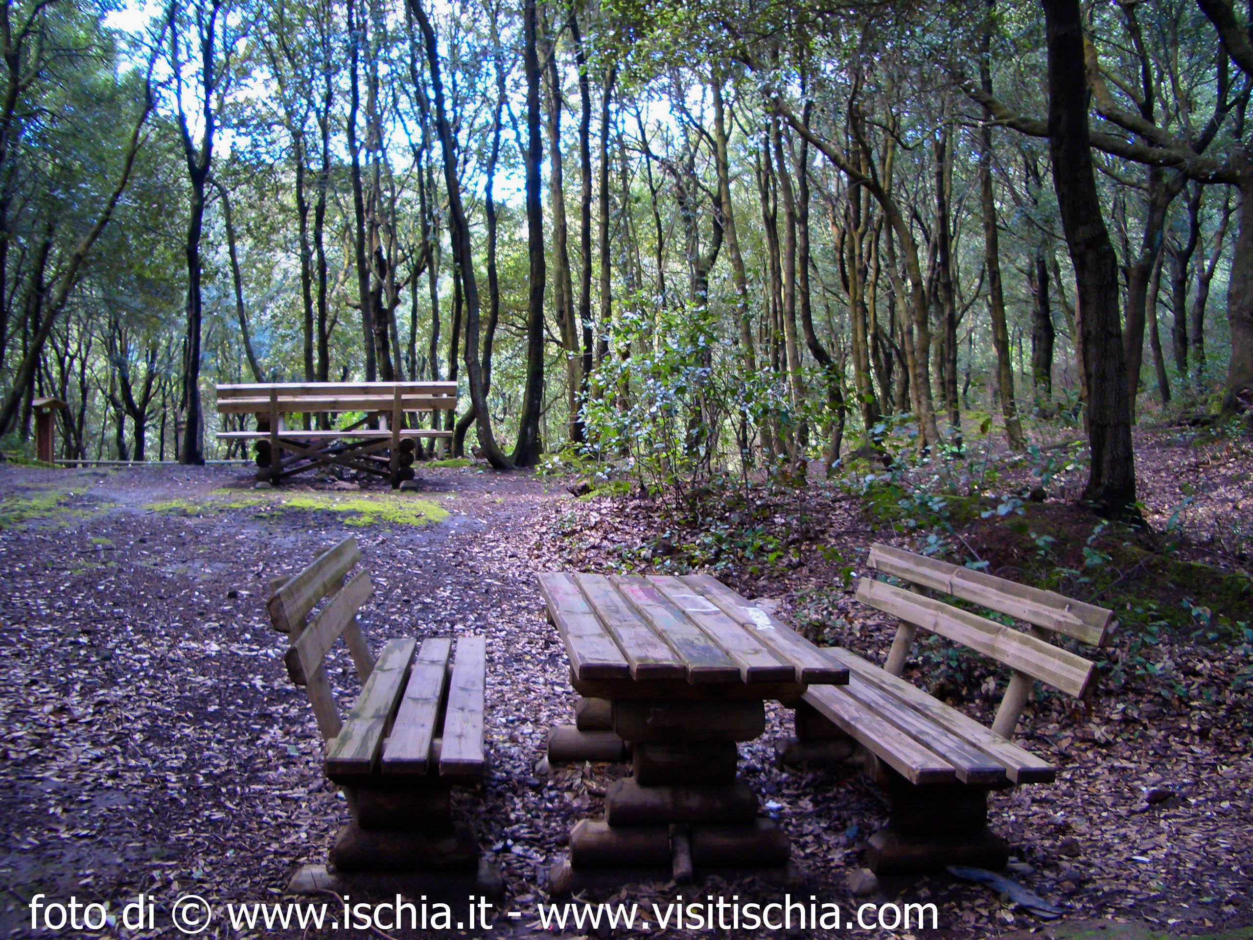 Pineta di Ischia bosco della Maddalena Casamicciola Terme