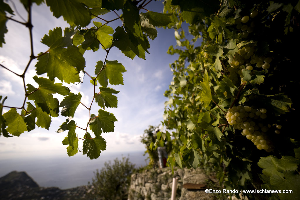 vendemmia