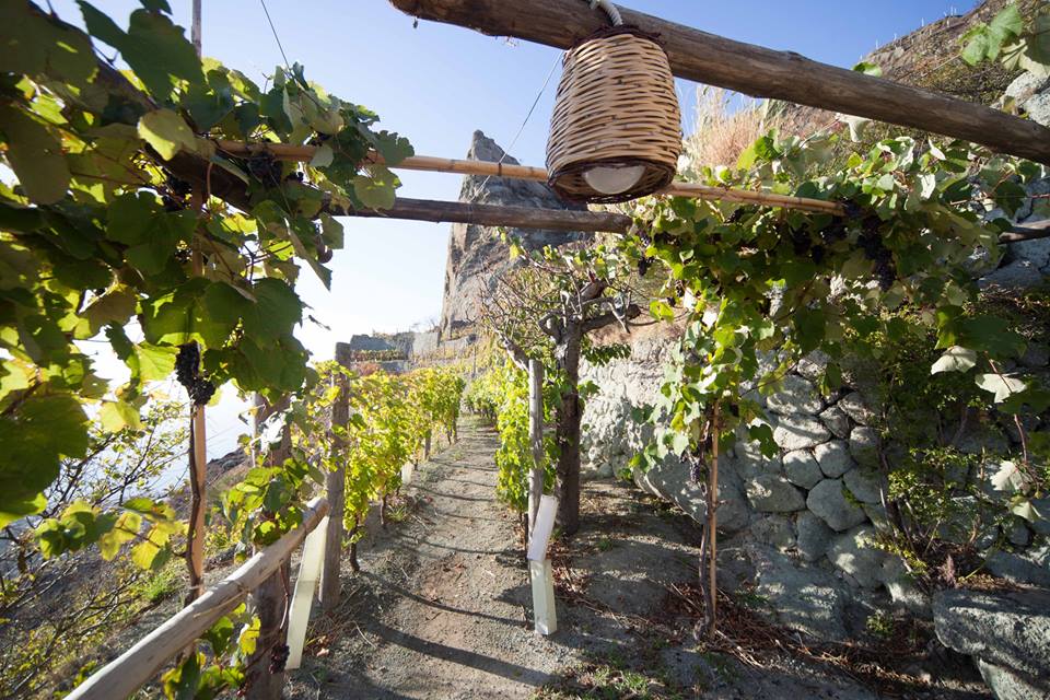 Andar per cantine ad Ischia